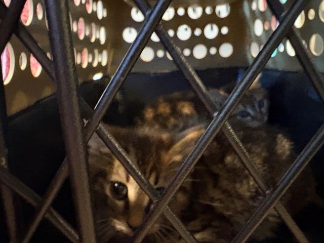 adoptable Cat in Saint Louis, MO named VAN DUREN