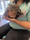 adoptable Cat in  named BANDIT