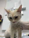adoptable Cat in  named FROGGY