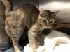adoptable Cat in  named MILO