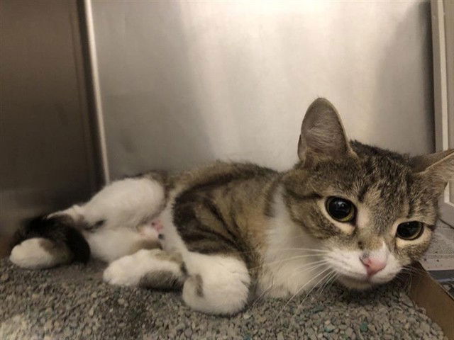 adoptable Cat in Saint Louis, MO named MISS MAMAS