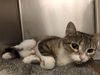 adoptable Cat in  named MISS MAMAS