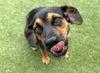 adoptable Dog in  named GRACE