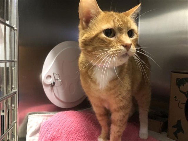 adoptable Cat in Saint Louis, MO named EDNA