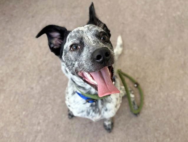 adoptable Dog in Saint Louis, MO named BLUEY