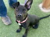 adoptable Dog in  named CARTER
