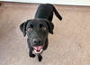 adoptable Dog in  named DARLA
