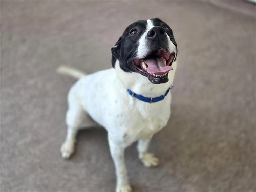 SADIE - Terrier available for adoption