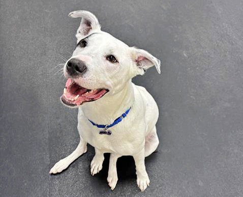 picture of the dog needing adoption