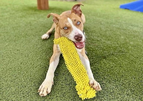 picture of the dog needing adoption