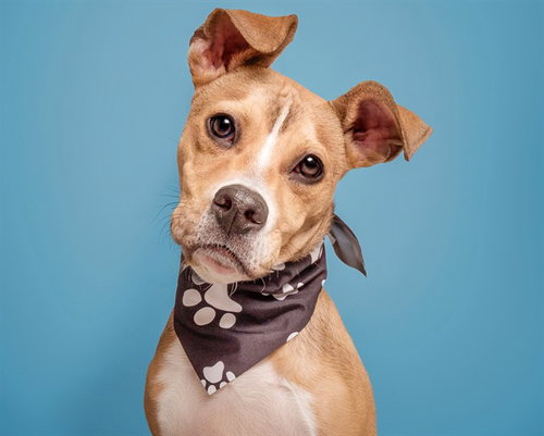 COPPER, an adoptable Terrier in St. Louis, MO
