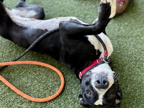 SOURDOUGH, an adoptable Labrador Retriever in St. Louis, MO