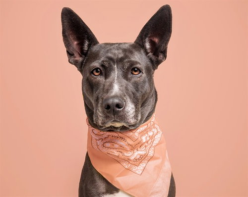 JADE, an adoptable Pit Bull Terrier in St. Louis, MO