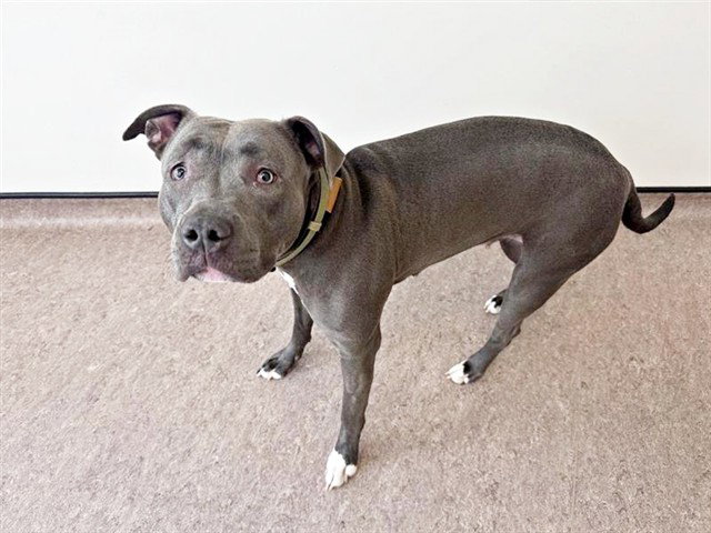 Pit Bull