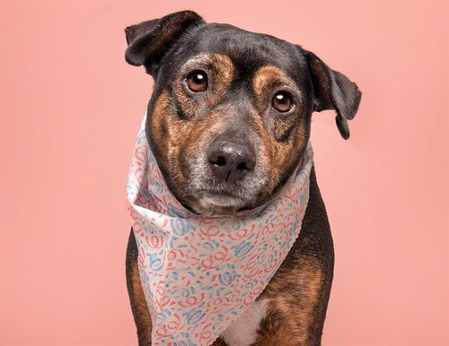 picture of the dog needing adoption