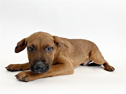 EARL, an adoptable Pit Bull Terrier in St. Louis, MO