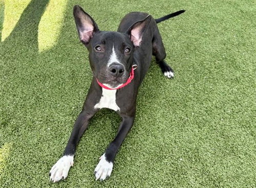 picture of the dog needing adoption