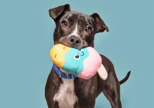 CARTIER, an adoptable Pit Bull Terrier in St. Louis, MO