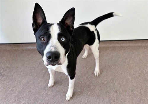picture of the dog needing adoption