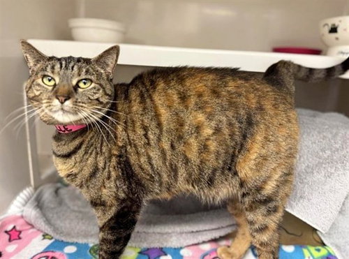 ISABELLE, Adult Domestic Short Hair (medium coat), cat for adoption in St. Peters, Missouri