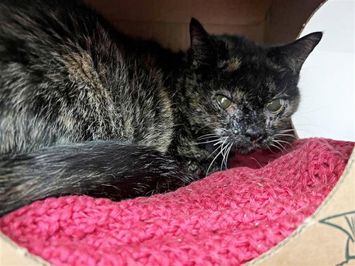 ZIGGY, an adoptable Domestic Short Hair in St. Louis, MO
