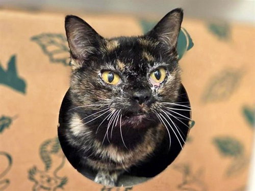 ZIGGY, Senior Domestic Short Hair (medium coat), cat for adoption in St. Peters, Missouri