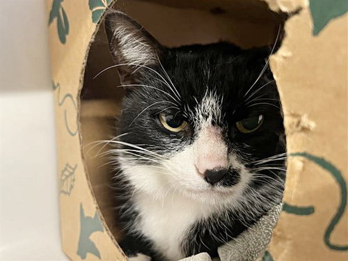picture of the cat needing adoption