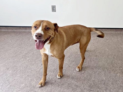 PIGGY, an adoptable Terrier in St. Louis, MO