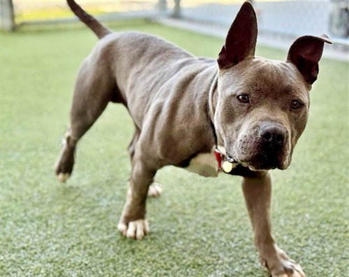 BLU, an adoptable Terrier in St. Louis, MO