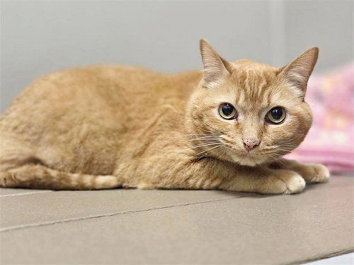 picture of the cat needing adoption