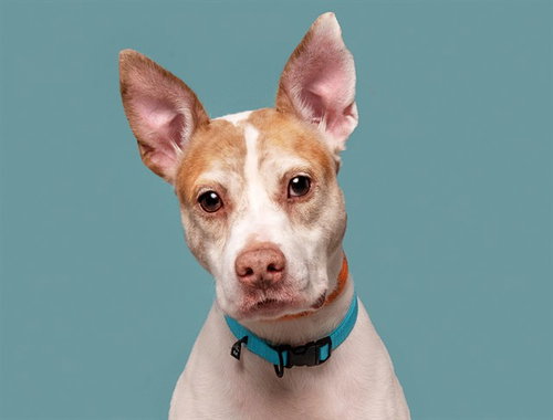 KURT, an adoptable Feist in St. Louis, MO