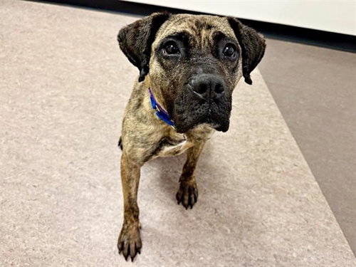 MELODY, an adoptable Terrier in St. Louis, MO