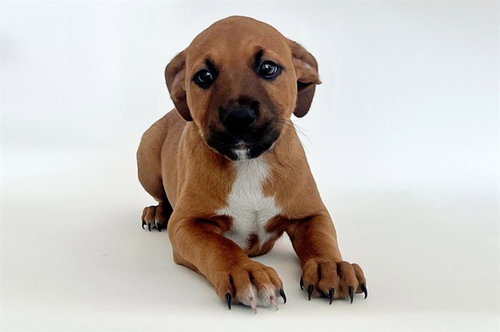 BEEF, an adoptable Pit Bull Terrier in St. Louis, MO