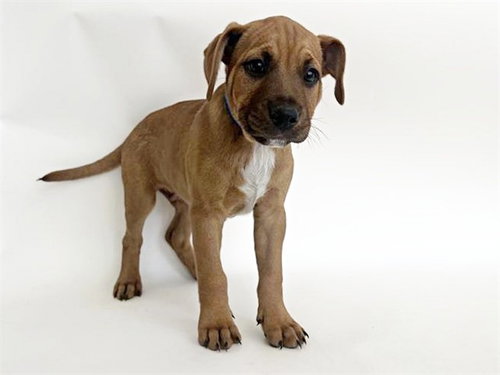 TOBIN, an adoptable Pit Bull Terrier in St. Louis, MO