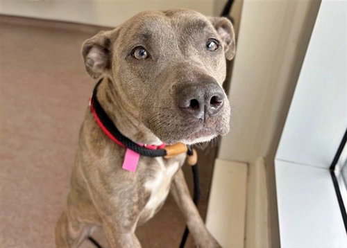 PEPPA, an adoptable Pit Bull Terrier in St. Louis, MO