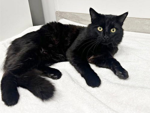 MIDNIGHT, an adoptable Domestic Medium Hair in St. Louis, MO