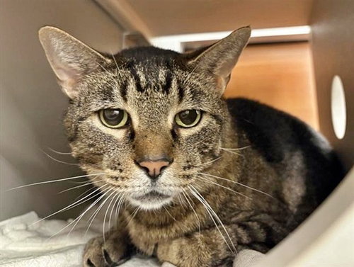 MR T, an adoptable Domestic Medium Hair in St. Louis, MO