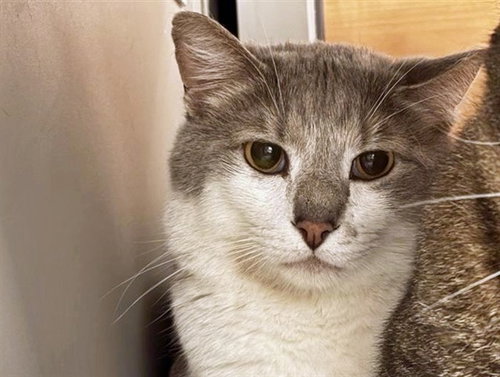 GRAY, Young Domestic Medium Hair (medium coat), cat for adoption in St. Peters, Missouri