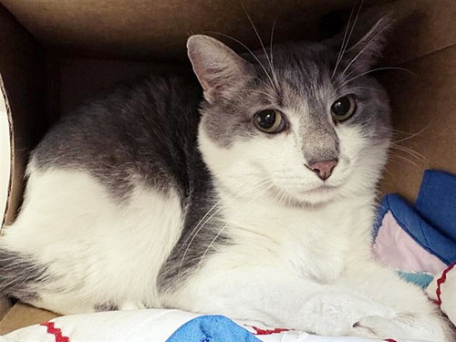 GRAY, an adoptable Domestic Medium Hair in St. Louis, MO