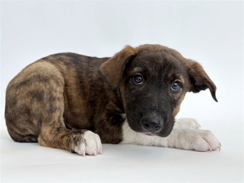 BEVIN, an adoptable Labrador Retriever in St. Louis, MO