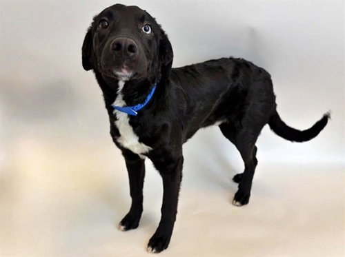 CRICKET, an adoptable Labrador Retriever in St. Louis, MO