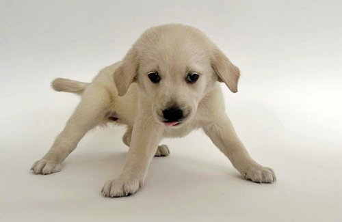 RALLY, an adoptable Labrador Retriever in St. Louis, MO