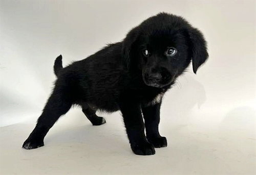 RUGER, an adoptable Labrador Retriever in St. Louis, MO