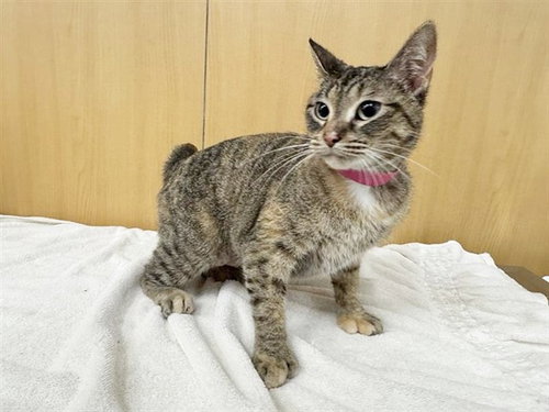 NALA, an adoptable Domestic Short Hair in St. Louis, MO