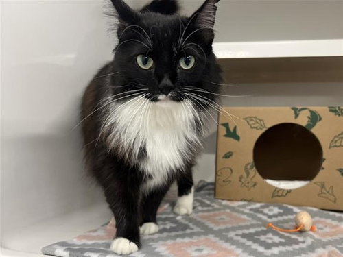 picture of the cat needing adoption