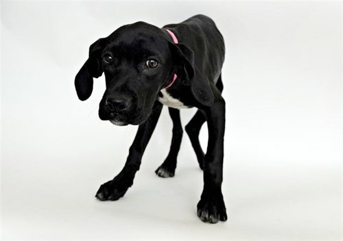 MARSHA, an adoptable Terrier in St. Louis, MO