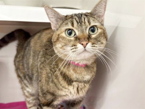 SADIE, Adult Domestic Short Hair (medium coat), cat for adoption in St. Peters, Missouri