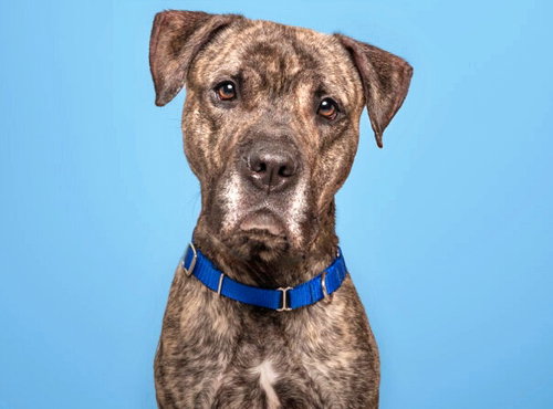 HUNTER, an adoptable Pit Bull Terrier in St. Louis, MO