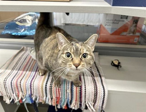 BIRDY, Adult Domestic Short Hair (medium coat), cat for adoption in St. Peters, Missouri