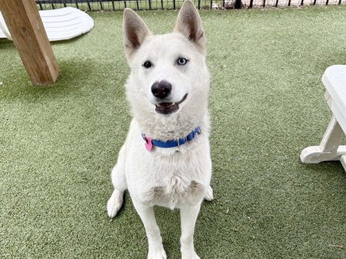 picture of the dog needing adoption